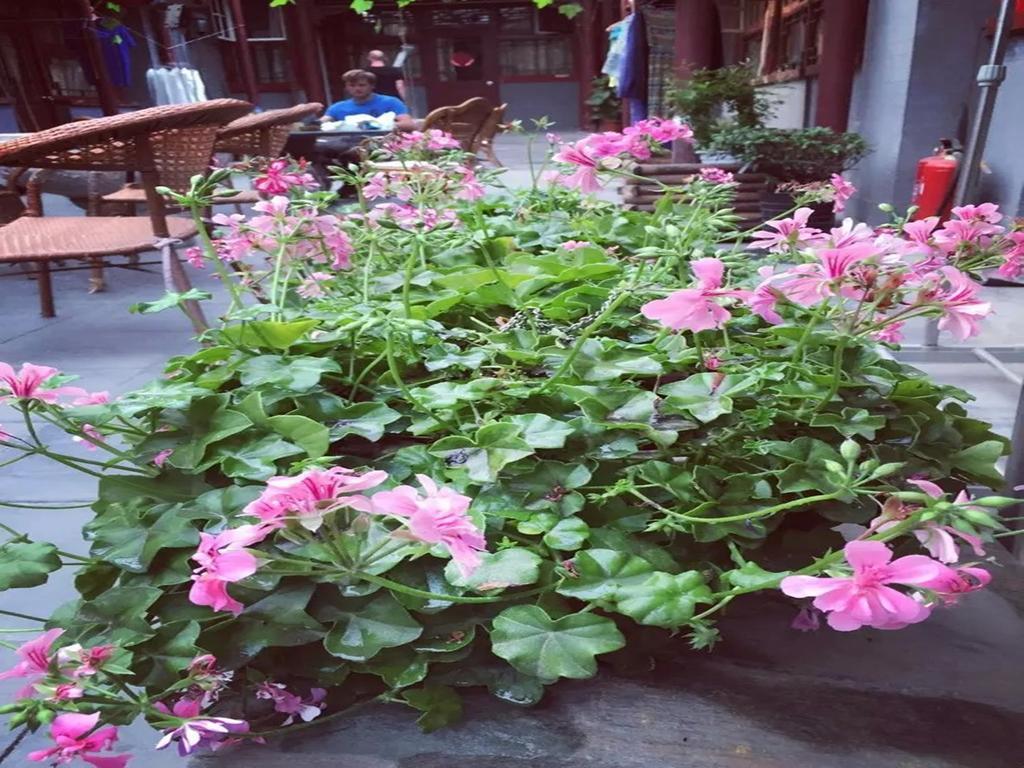 Three Legged Frog Hostel ปักกิ่ง ภายนอก รูปภาพ