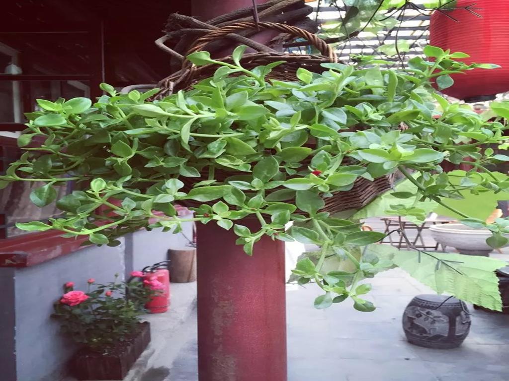 Three Legged Frog Hostel ปักกิ่ง ภายนอก รูปภาพ